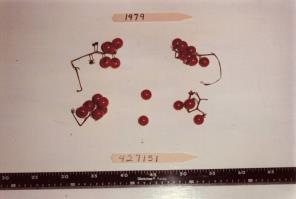 Click for 1 image(s) for this accession. FRUIT